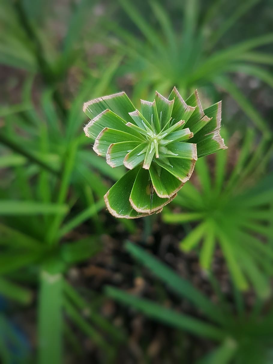 algeria, heliopolis, growth, plant, green color, beauty in nature HD wallpaper