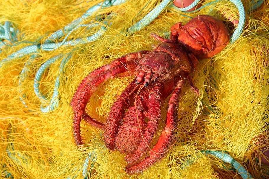 greece, crete, bycatch, by-catch, dead, discarded, lobster
