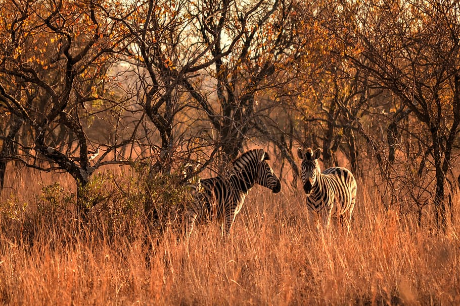 Two Zebra Beside Trees, animal, dawn, daylight, environment, grass HD wallpaper
