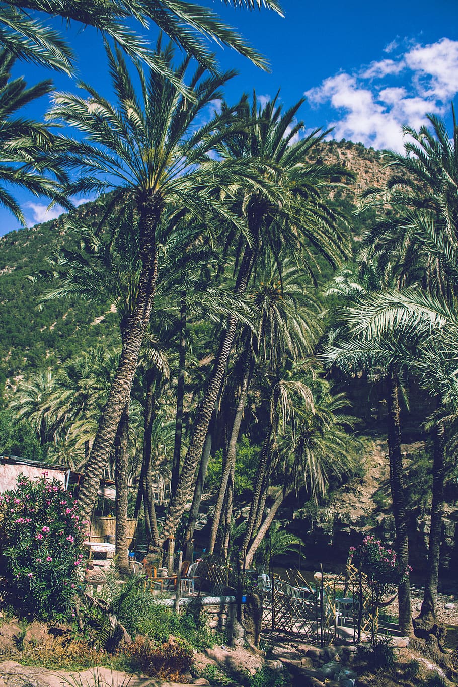 morocco, paradise valley, paradisevalley, forest, natureza