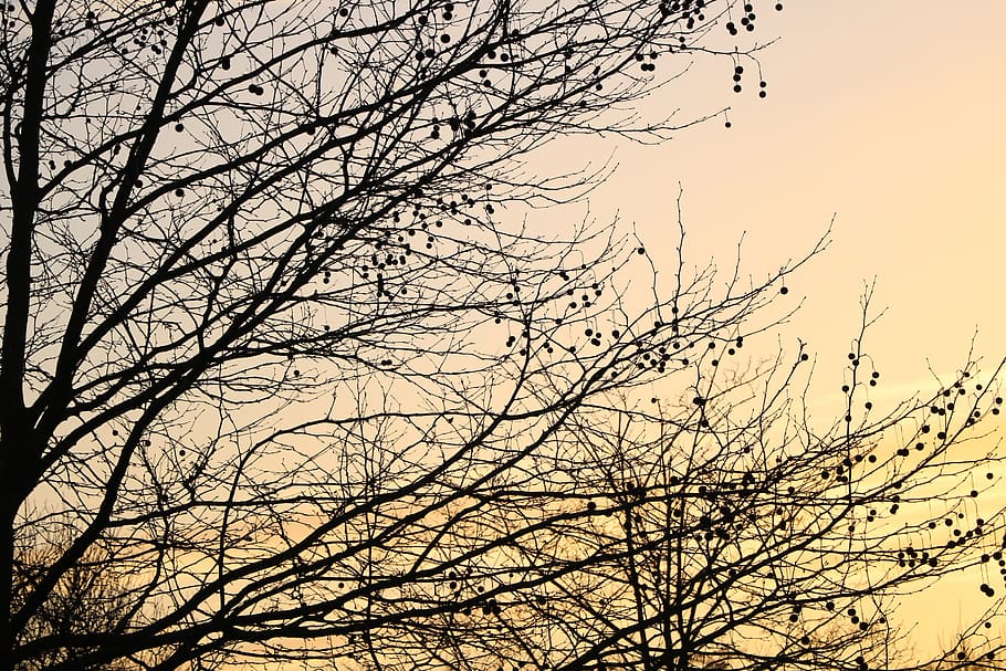 sky, tree, nature, twilight, wood, branch, bare tree, plant HD wallpaper