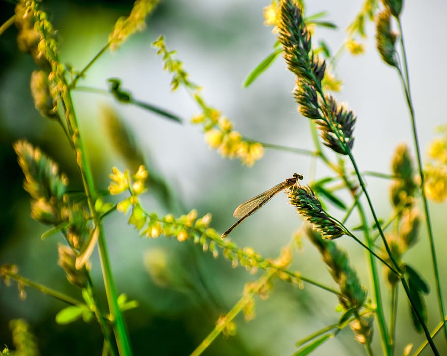 Brown Damselfly Perched on Yellow Flower in Selective Focus Photography HD wallpaper