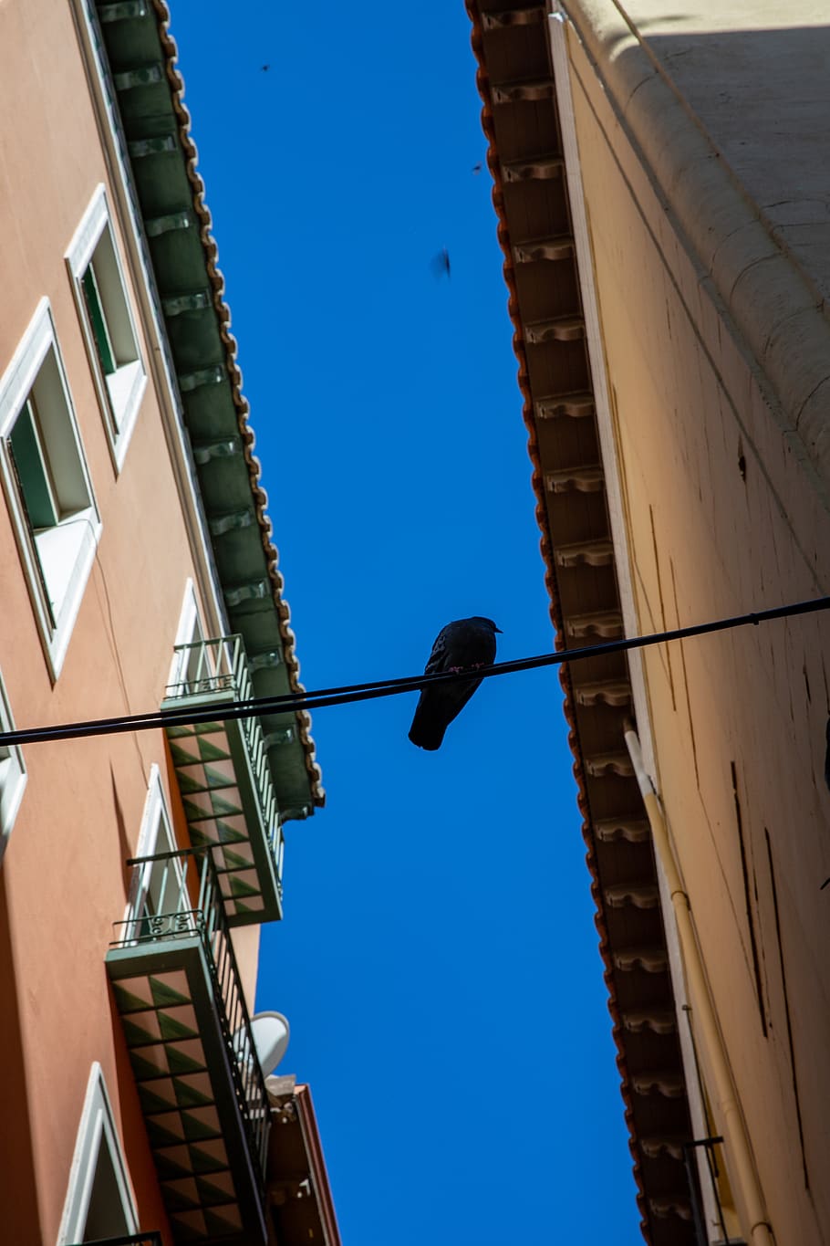 spain, zaragoza, bird, building, sky, raven, low angle view HD wallpaper