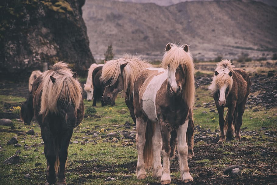 shallow focus photography of horses, field, pasture, mane, ranch HD wallpaper