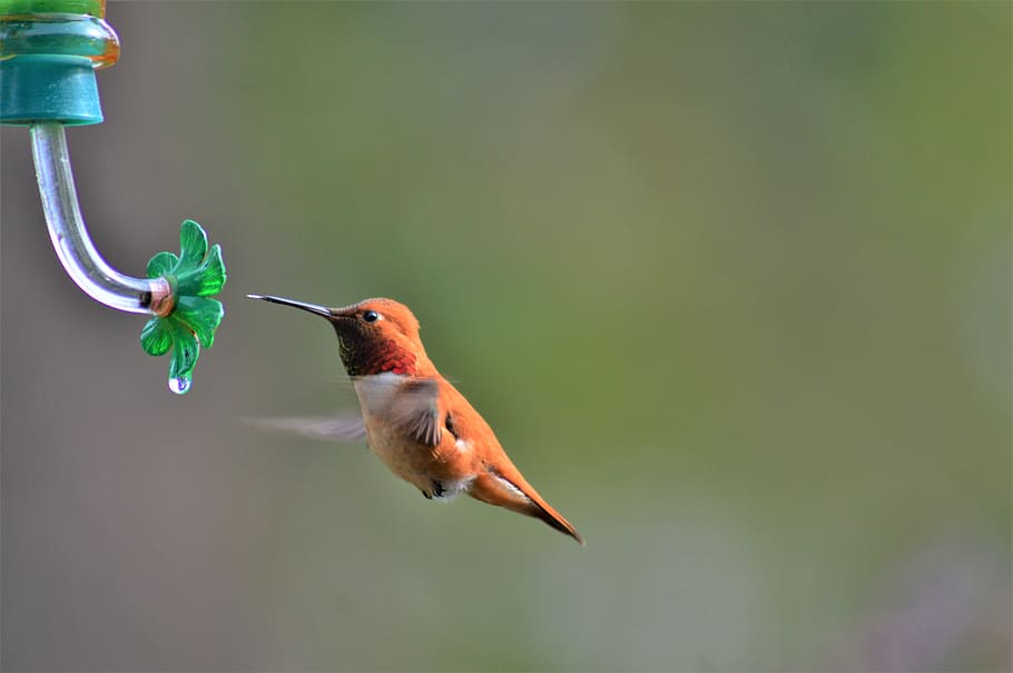 rufous hummingbird, humming bird, animal themes, vertebrate, HD wallpaper