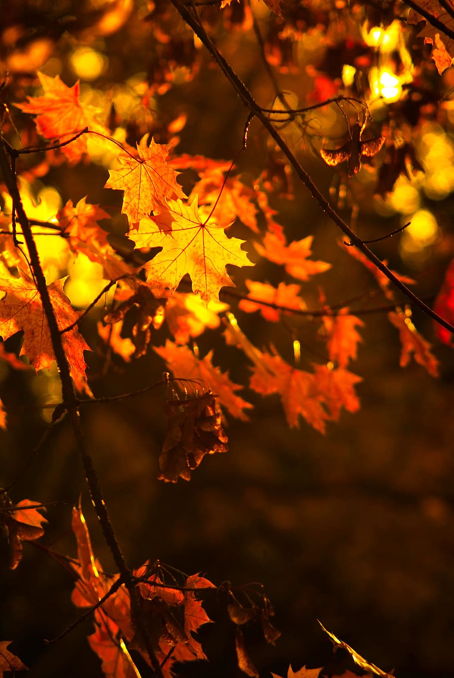 leaves, autumn, tree, sun, yellow, orange, leaf, plant part HD wallpaper