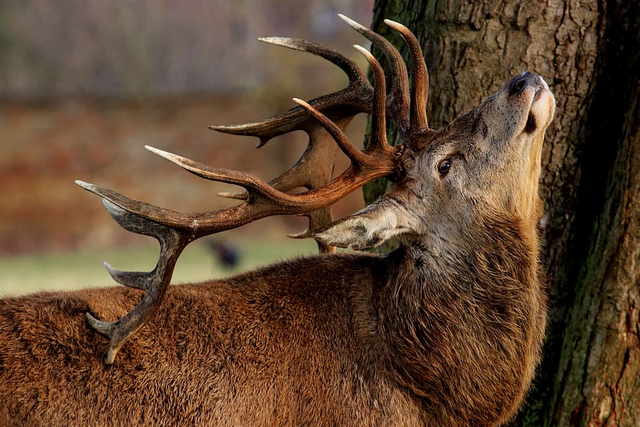 wildlife, nature, mammal, animal, deer, stag, red deer, london, HD wallpaper
