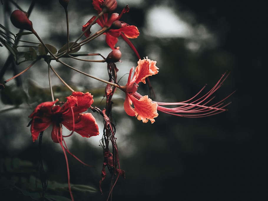 beauty in nature, plant, flower, flowering plant, close-up HD wallpaper