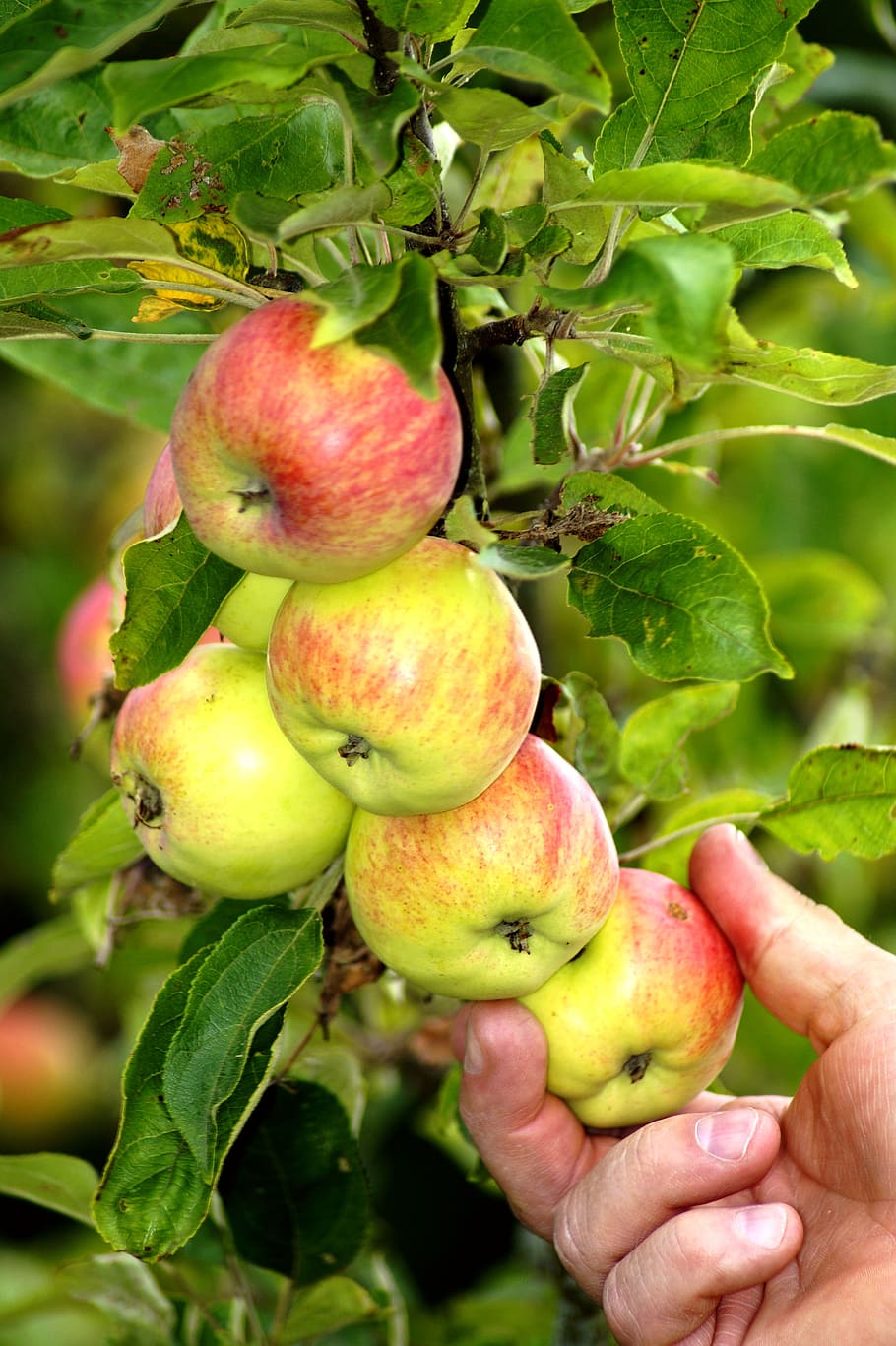 apple, fruit, hand, red, healthy, harvest, fresh, ripe, bio HD wallpaper