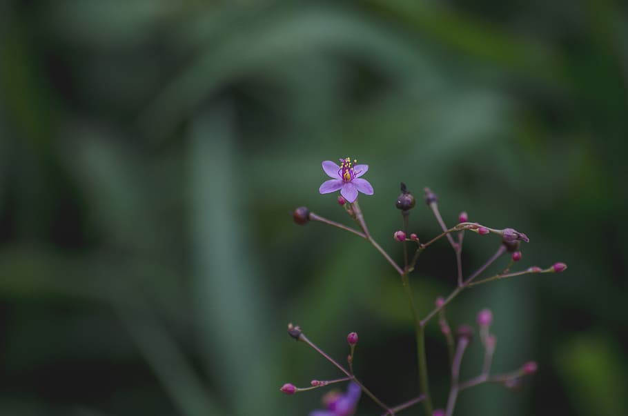 flower, small, plant, macro, detail, delicate, growth, flowering plant HD wallpaper