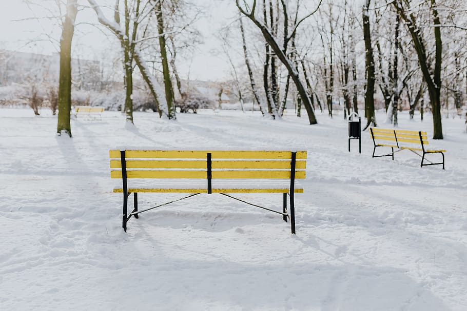 Wintery Park, white, clean, outdoor, trees, cold, snow, snowy HD wallpaper