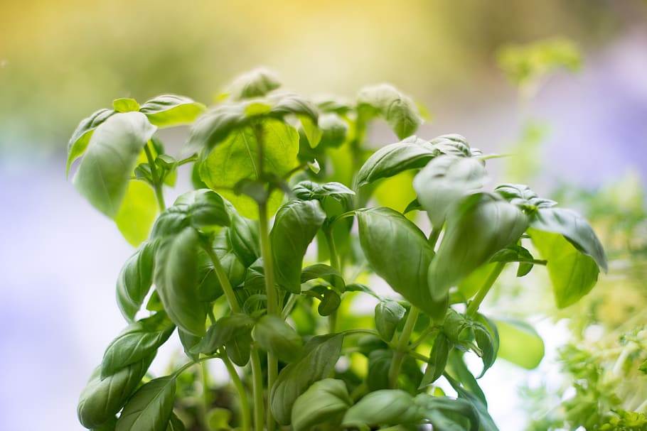 basil, plant, herbs, green, food, fresh, healthy, spice, pesto HD wallpaper