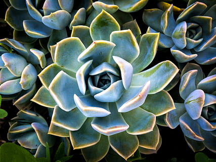 Closeup Photo of Succulent Flowers, agave, background, botanical HD wallpaper