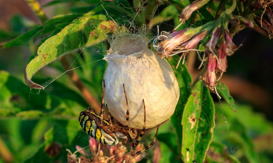spider, thread, cocoon, macro photography, nature, insect, close up HD wallpaper