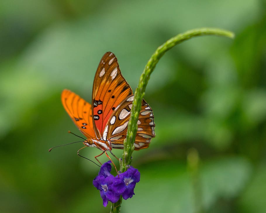butterfly, conservatory, wing, tropical, colorful, nature, insect, HD wallpaper