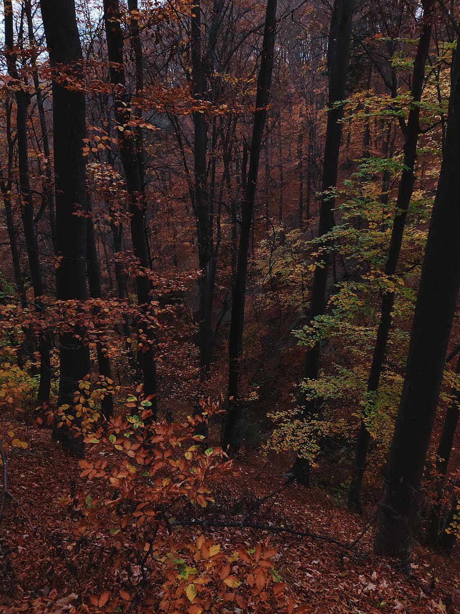 Brown Stems of Green Leafed Trees, bark, color, conifer, dark HD wallpaper