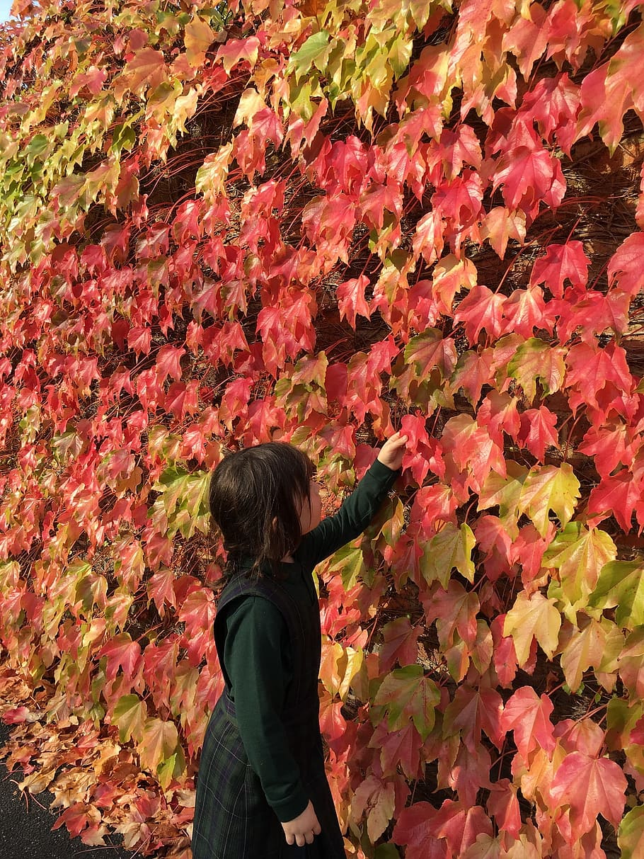 color, nature, leave, leaf, autumn, fall, fallen, dry, human HD wallpaper