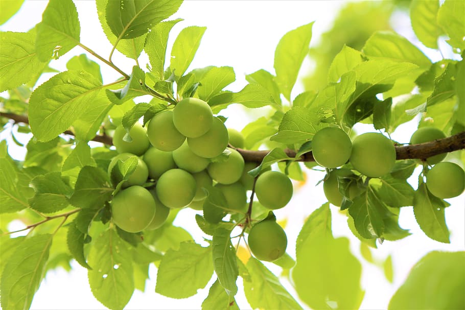 fruit, erik, tree, branch, leaves, food, juicy, nature, garden HD wallpaper