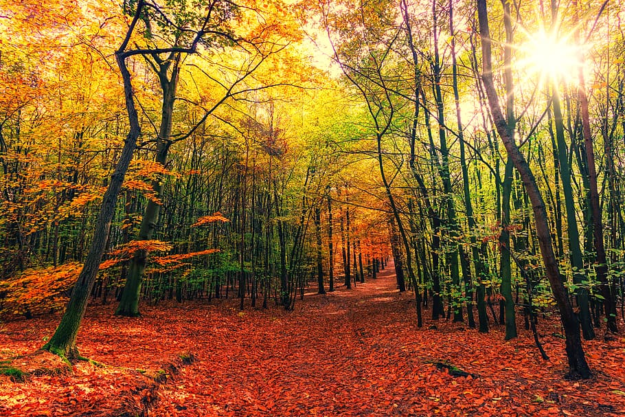 autumn trees, forest, plant, beauty in nature, land, tranquility HD wallpaper