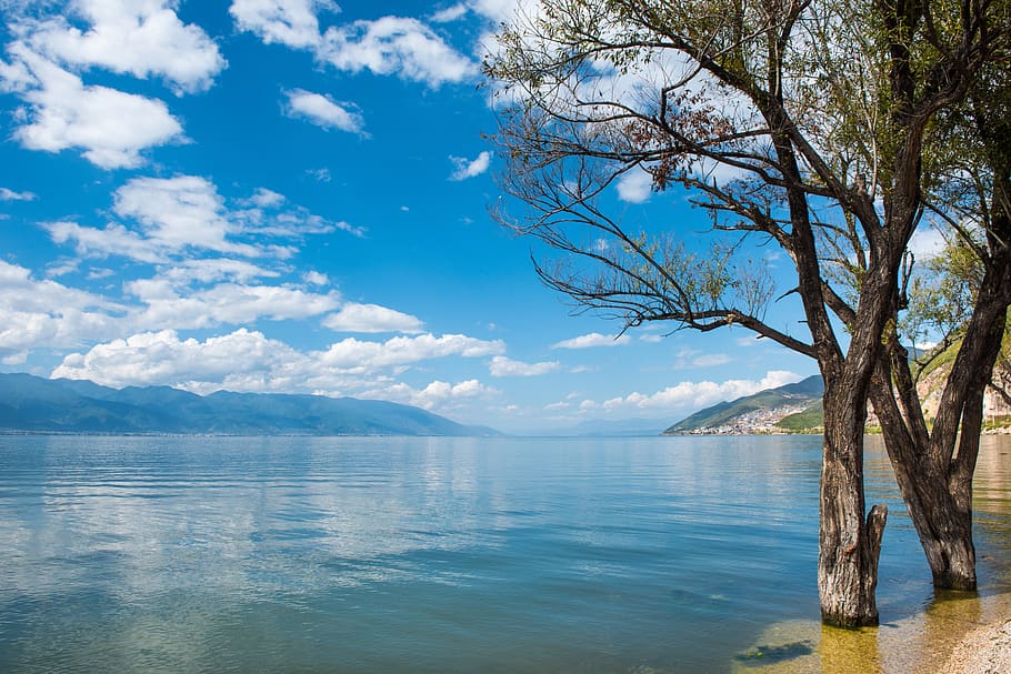 Scenic View of Sea Against Sky, beach, branches, clouds, idyllic HD wallpaper