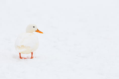 white duck on white surface, animal, bird, uk, histon, cambridge HD wallpaper