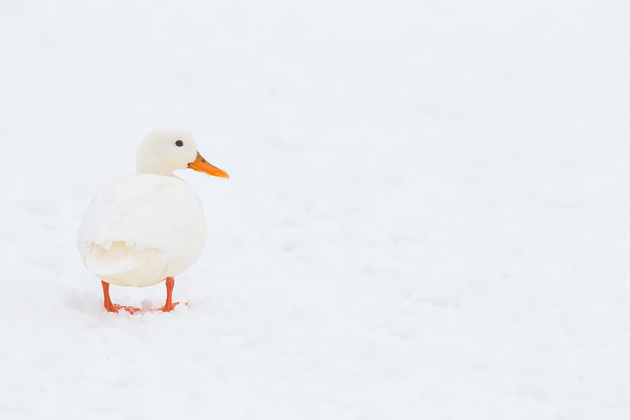 white duck on white surface, animal, bird, uk, histon, cambridge HD wallpaper