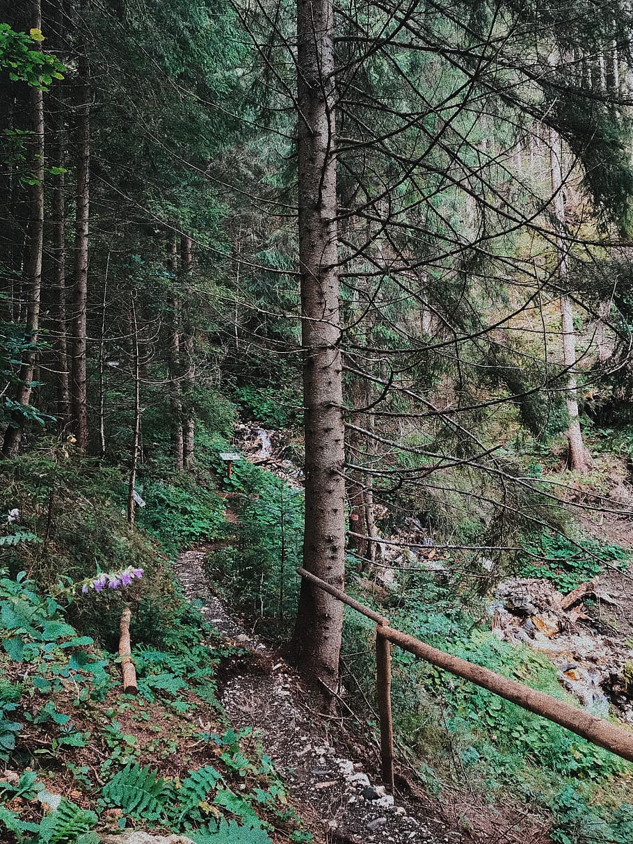 forest, forest path, trees, green, fresh air, nature, plant HD wallpaper