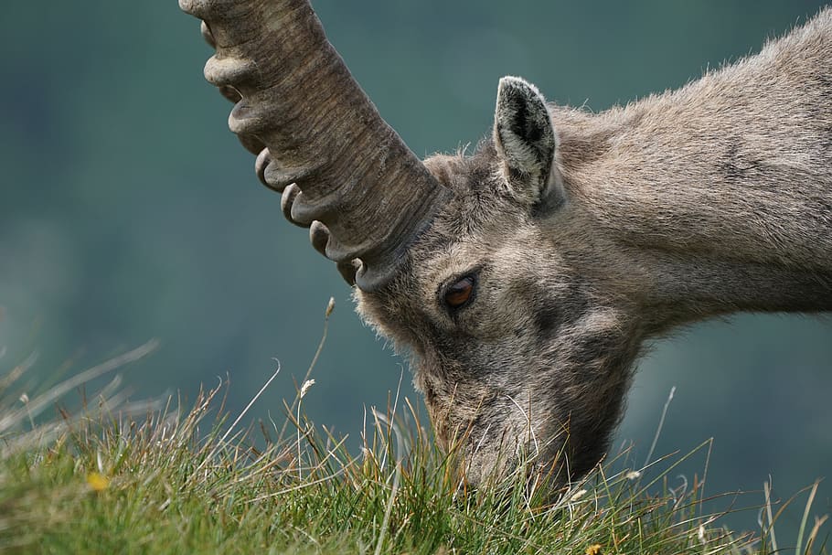 ibex, steinbock, wild, animals, nature, alps, mammal, eat, grass HD wallpaper