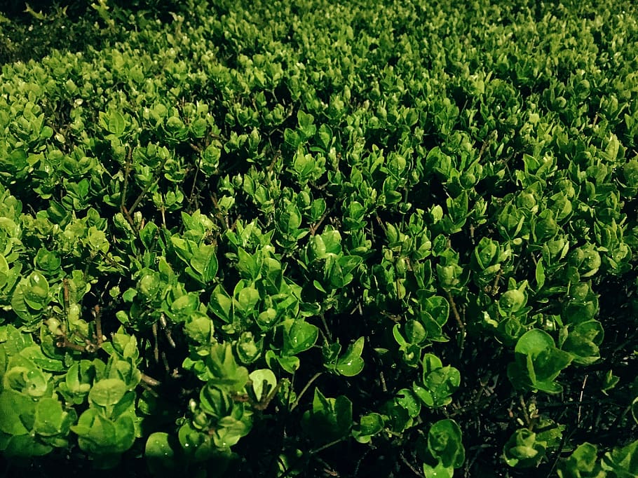 rainy night, leaves, green color, growth, plant, plant part HD wallpaper