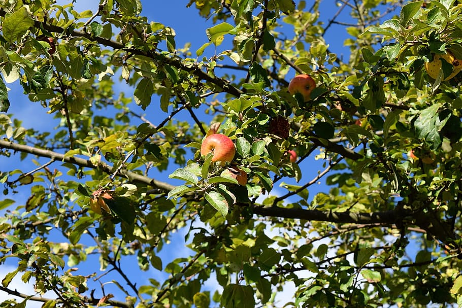 apple, fresh, fruit, nature, food, sweet, ripe, tree, healthy eating HD wallpaper