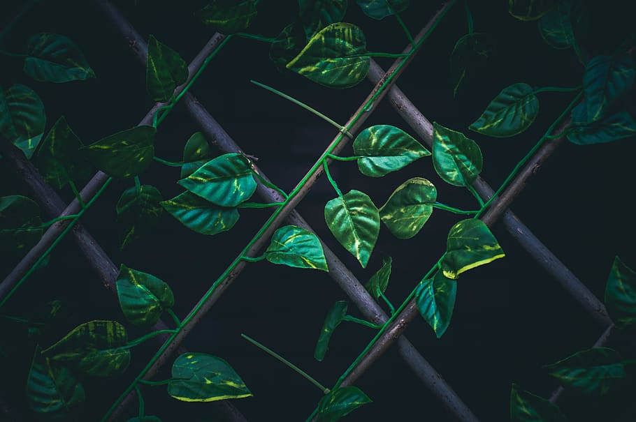 green color, leaf, plant part, growth, close-up, nature, no people HD wallpaper