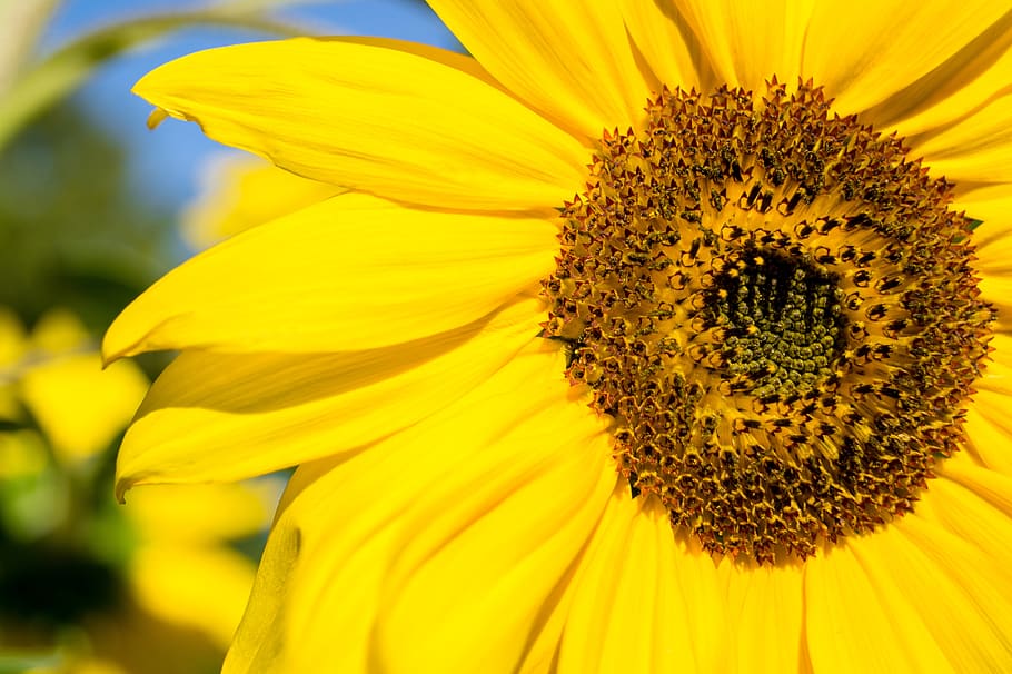 day, sunflower, macro, close up, nature, sky, summer, plant HD wallpaper