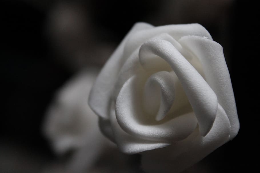 rose - flower, freshness, close-up, black background, flowering plant HD wallpaper