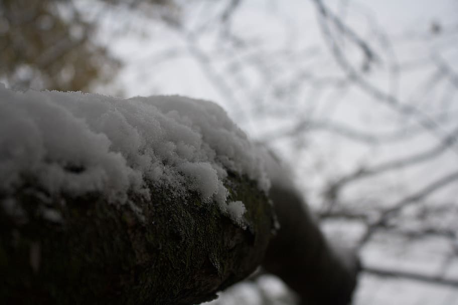 snow, outside, tree, leading lines, unsplash, brown, white HD wallpaper