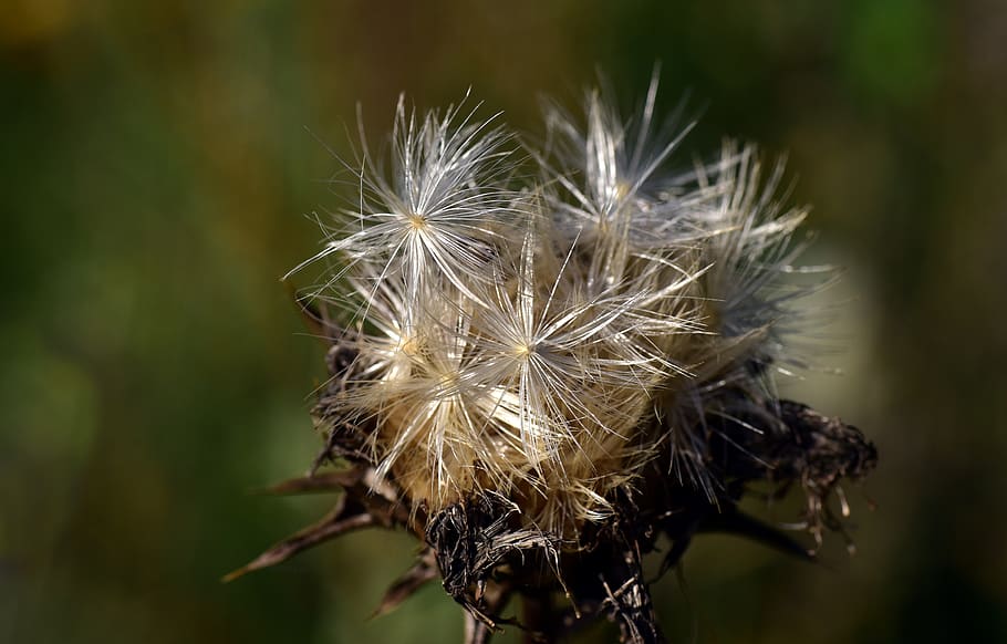 flying seeds, thistle seed, slightly, plant, nature, seeds was HD wallpaper