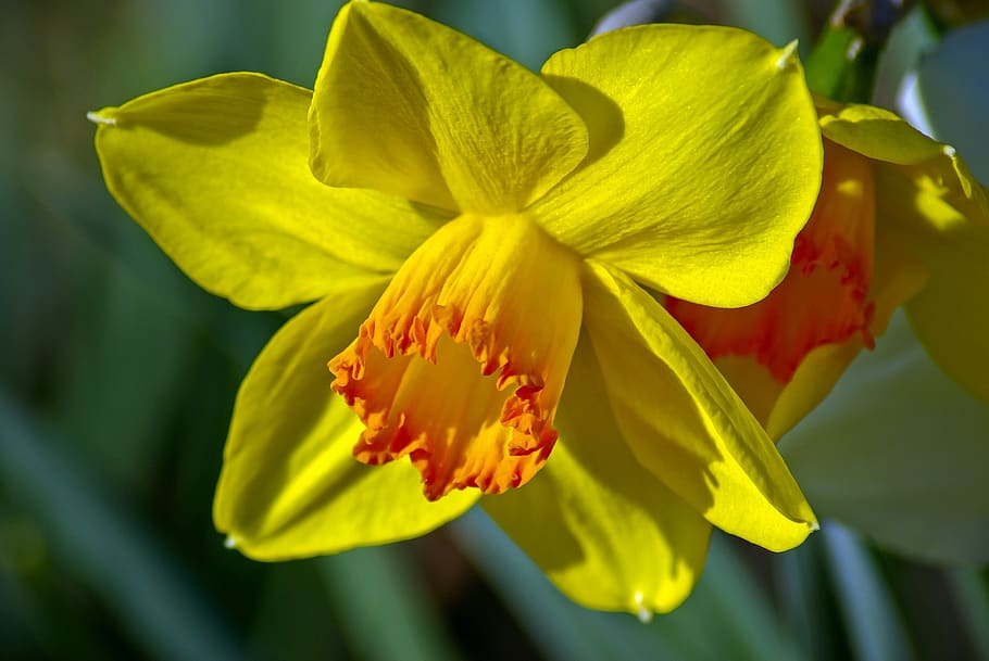 arkansas daffodil, garden, bloom, plant, flowers, blossom, yellow, HD wallpaper