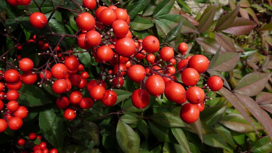 berries, red, plant, bush, garden, food and drink, fruit, healthy eating HD wallpaper
