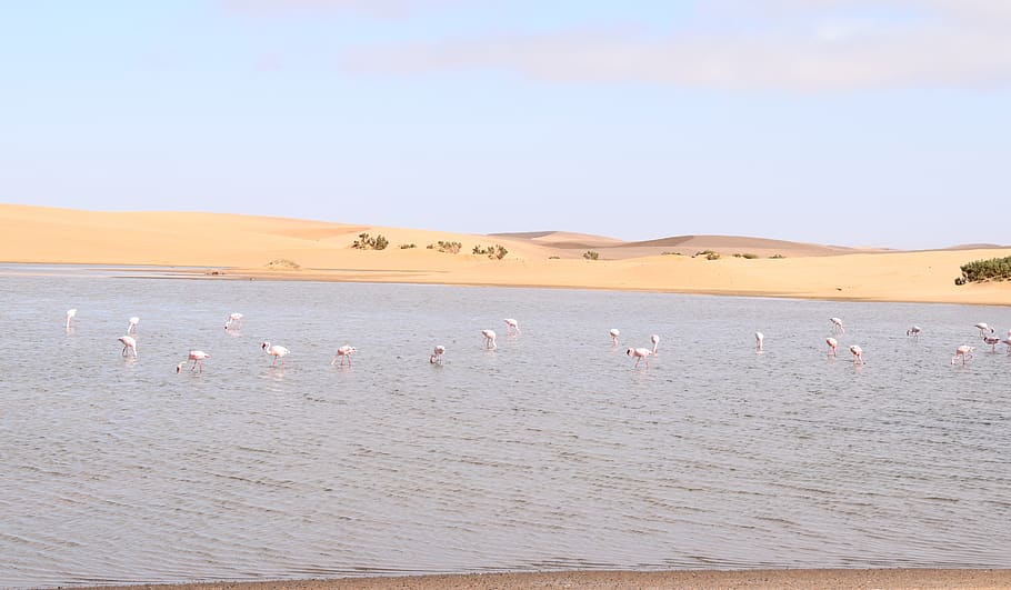 flamingos, walvisbay, namibia, ocean, feeding, africa, sea, HD wallpaper