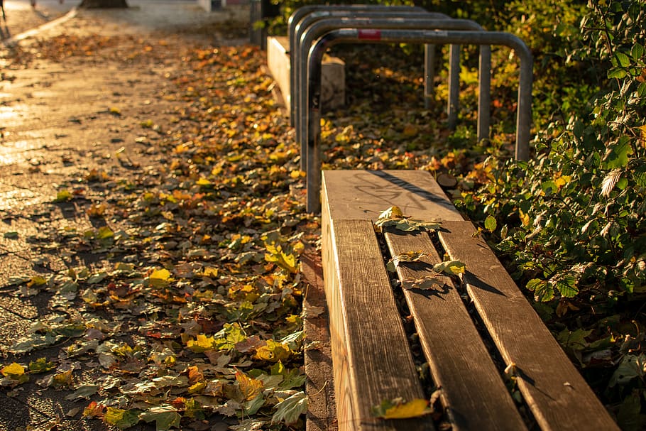 season, leaf, fall, park, tree, nature, of course, alive, beautiful HD wallpaper