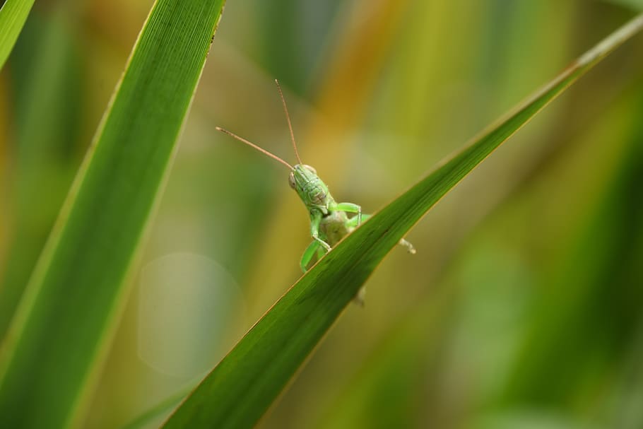 grasshopper, insect, green, biological, animal, green color HD wallpaper