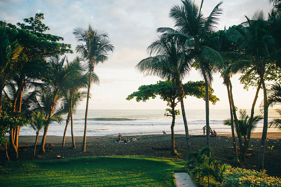 costa rica, playa hermosa, ocean, beachfront, palm, palm tree, HD wallpaper