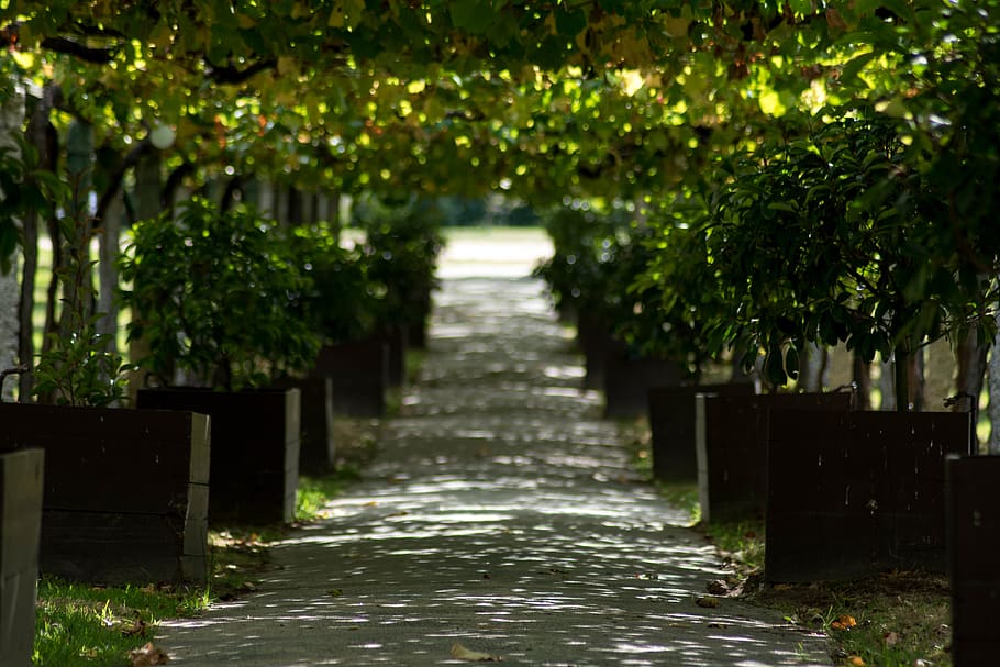 empty road between green leafed plants, direction, the way forward HD wallpaper