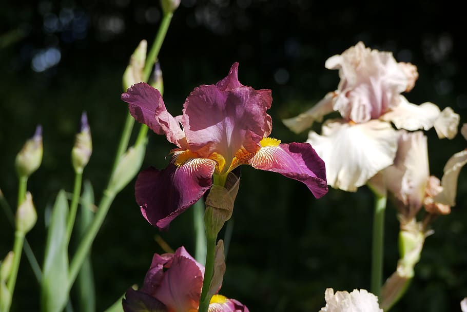 iris, flowers, spring, nature, beauty, flora, bloom, garden HD wallpaper