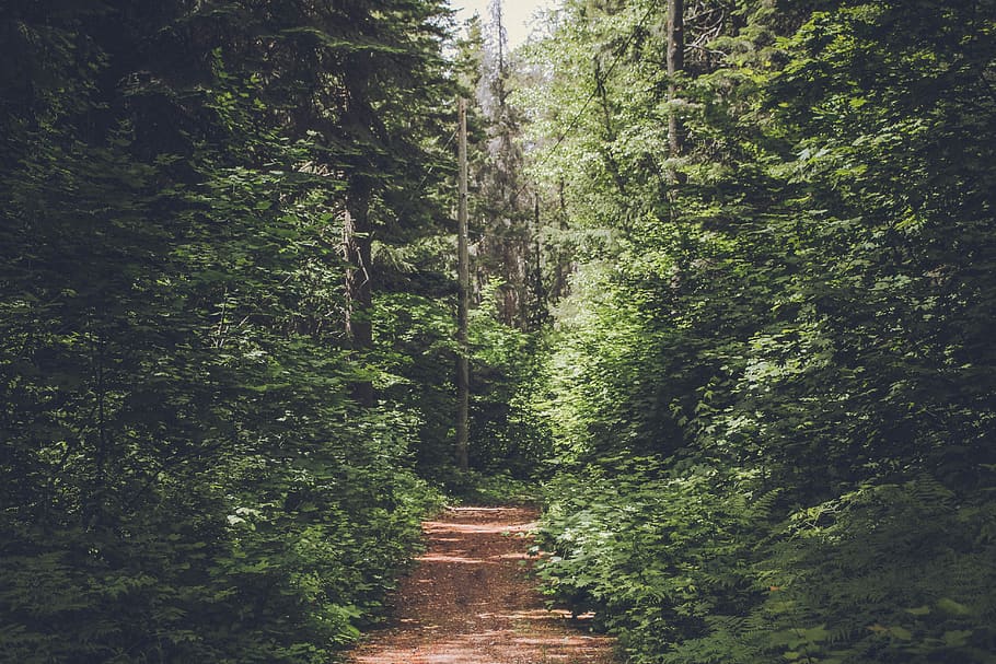 trees during daytime, plant, forest, direction, the way forward HD wallpaper