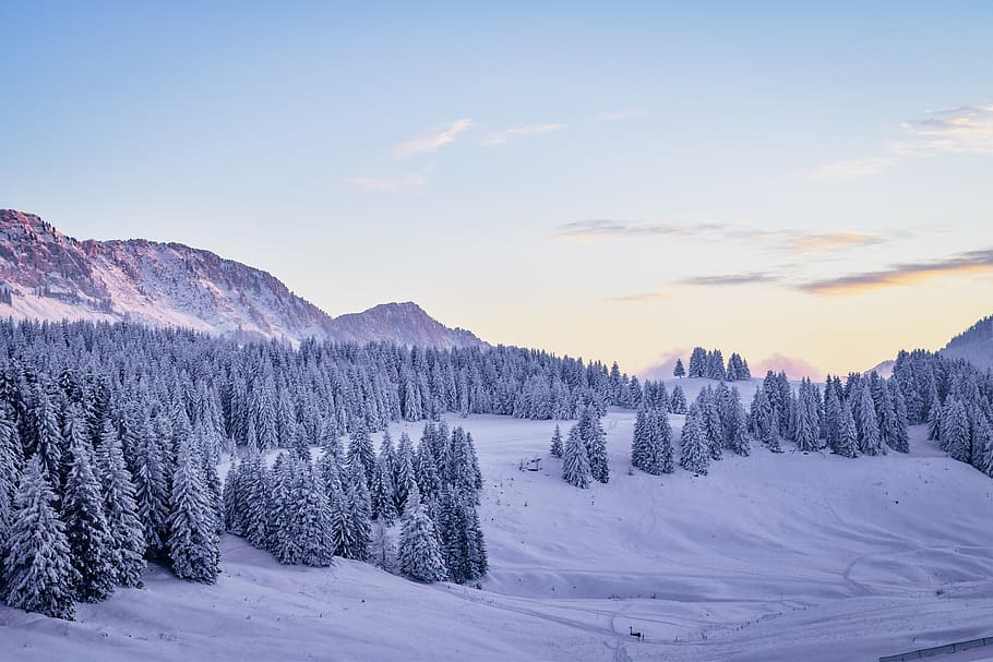 Landscape, cold temperature, winter, snow, sky, tree, scenics - nature HD wallpaper