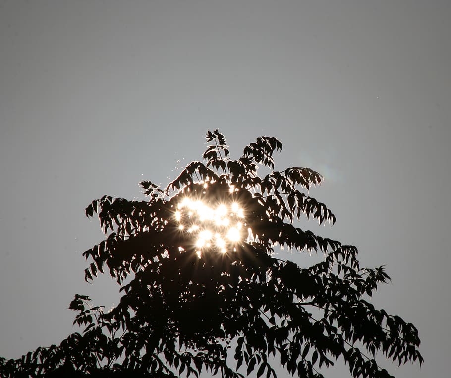 sun, tree, nature, mystic, wallpaper, background, sun rays HD wallpaper
