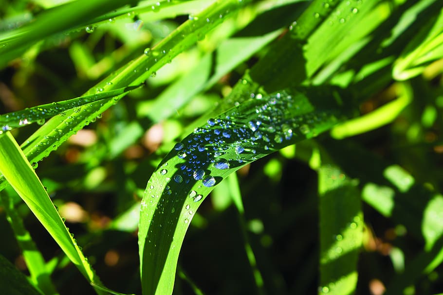 grass, dew, dewdrop, green, outdoors, water, plant, green color HD wallpaper
