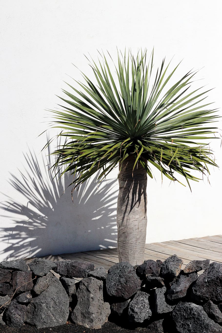 green palm tree, plant, nature, rock, no people, solid, rock - object HD wallpaper