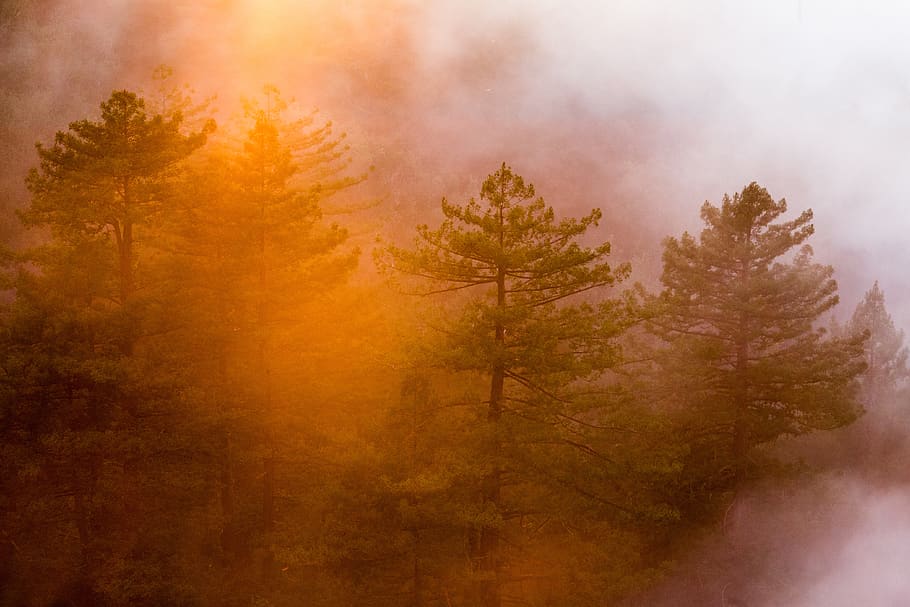 forest fire, tree, fog, plant, autumn, no people, land, environment HD wallpaper