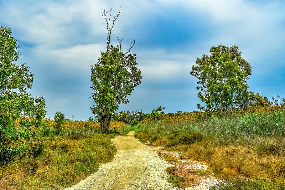 swamp, path, tree, reeds, nature, sky, clouds, livadi akrotiriou cyprus HD wallpaper